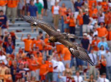 2005-Eagle flying at Auburn football game